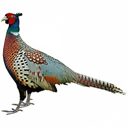 Taiwan Pheasant